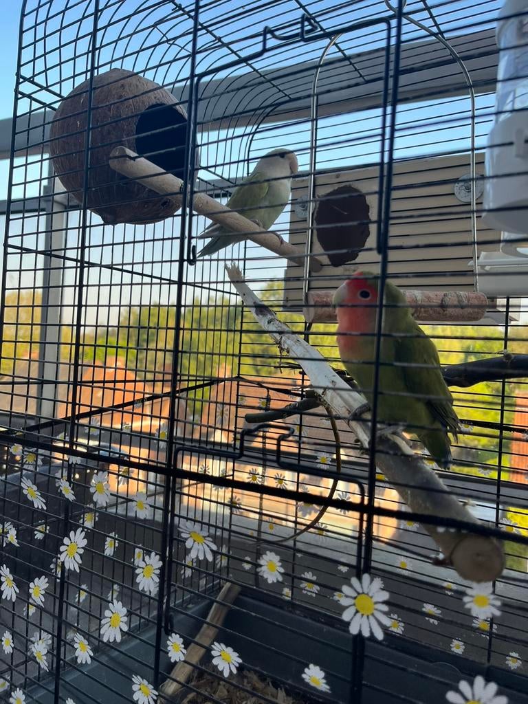 Papegaaien, Dieren en Toebehoren, Papegaai