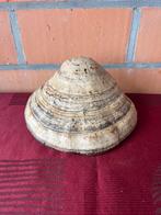 Elfenbankje ( paddestoel ), Ophalen of Verzenden