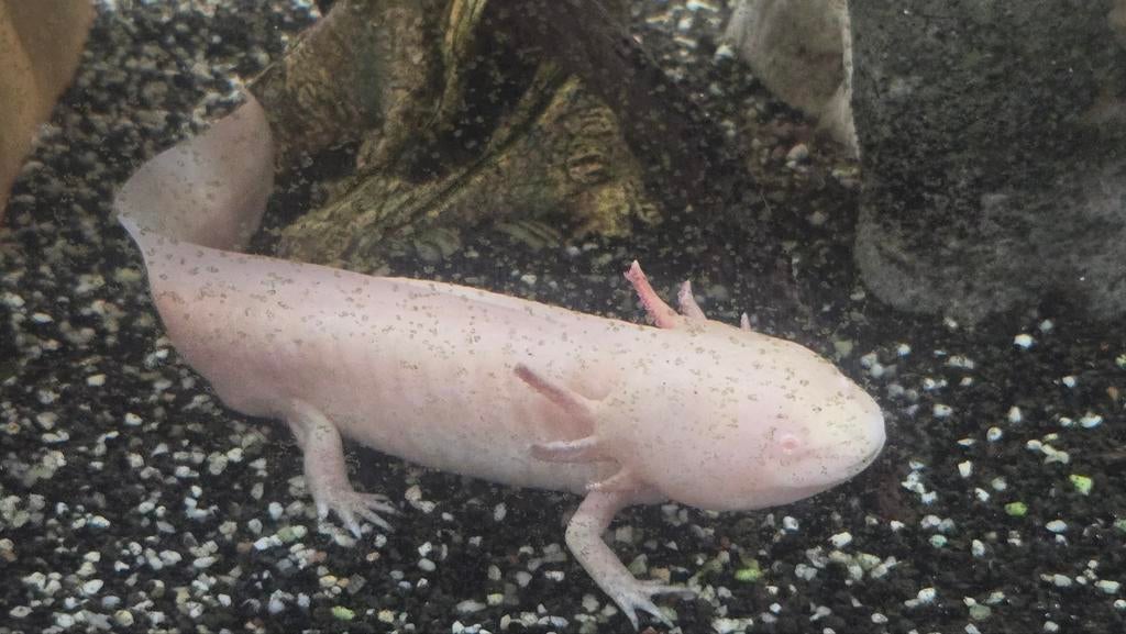 Koppeltje axolotl