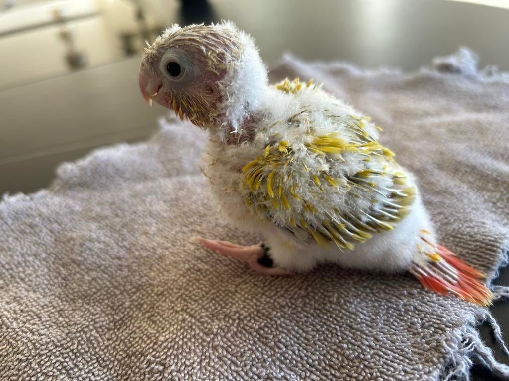 Jonge pyrrhura molinea, Dieren en Toebehoren, Vogels | Parkieten en Papegaaien, Parkiet, Geslacht onbekend, Tam, Geringd