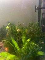 aquarium moss, Overige typen, Zoetwatervis