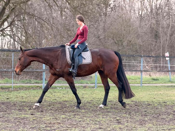 9 jarige Lieve merrie met een Gouden Eerlijke Karakter, Dieren en Toebehoren, Paarden, Merrie, L, 165 tot 170 cm, 7 tot 10 jaar