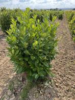 Laurier Prunus Laurocerasus ' Rotundifolia ' ( paplaurier ), Enlèvement, Laurier, Haie