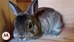 Rex dwerg in Castor kleur., Dieren en Toebehoren, Konijnen, Dwerg