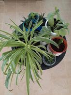 Lot kamerplant Sanseveria , Graslelie ....., Huis en Inrichting, Kamerplanten, Ophalen