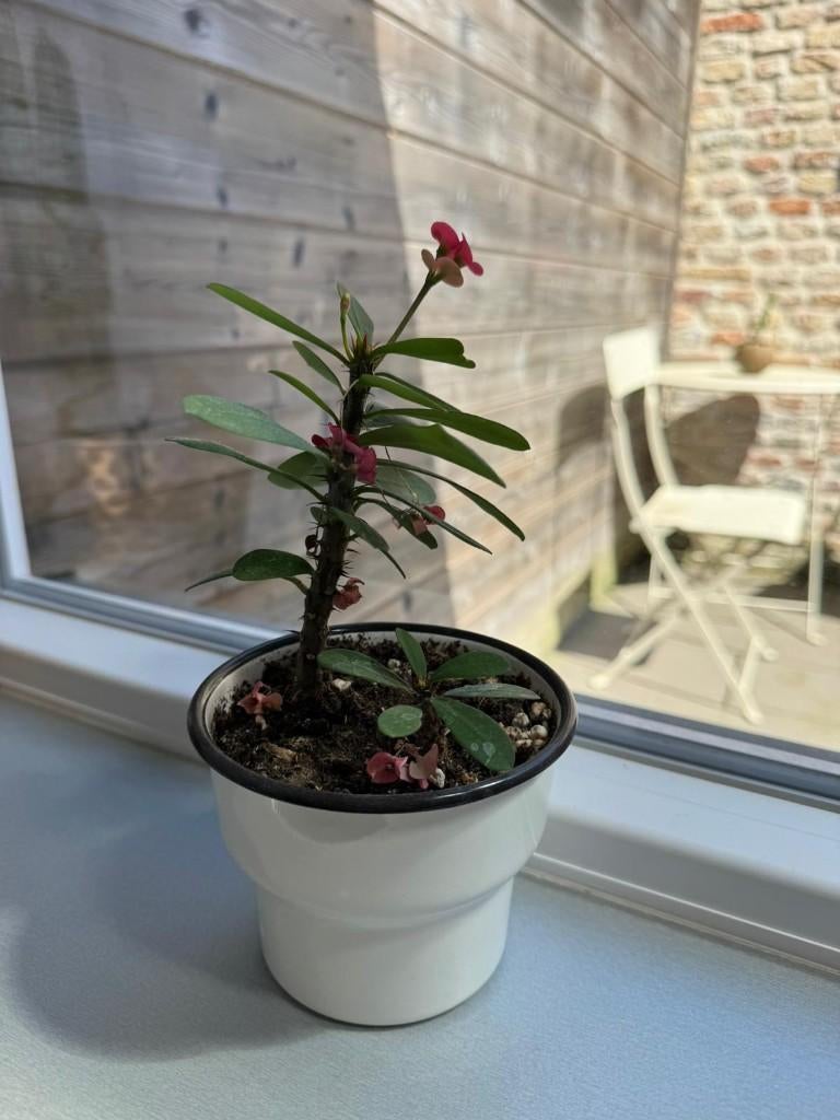 Plante d'intérieur - pot inclus, Maison & Meubles, Plantes d'intérieur, Enlèvement ou Envoi, En pot