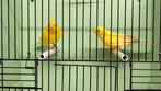 Koppel gele kanaries