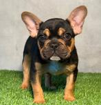 Franse Bulldog pup moeder aanwezig, 15 semaines à 1 an, Hépatite contagieuse (maladie de Rubarth), Chienne, Belgique