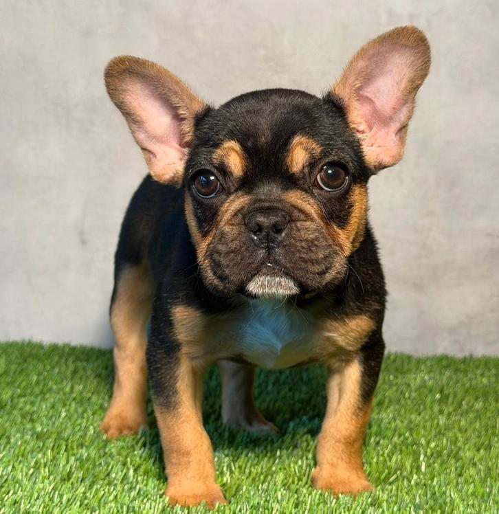 Franse Bulldog pup moeder aanwezig, Animaux & Accessoires, Chiens | Bouledogues, Pinschers & Molossoïdes, Chienne, Bouledogue