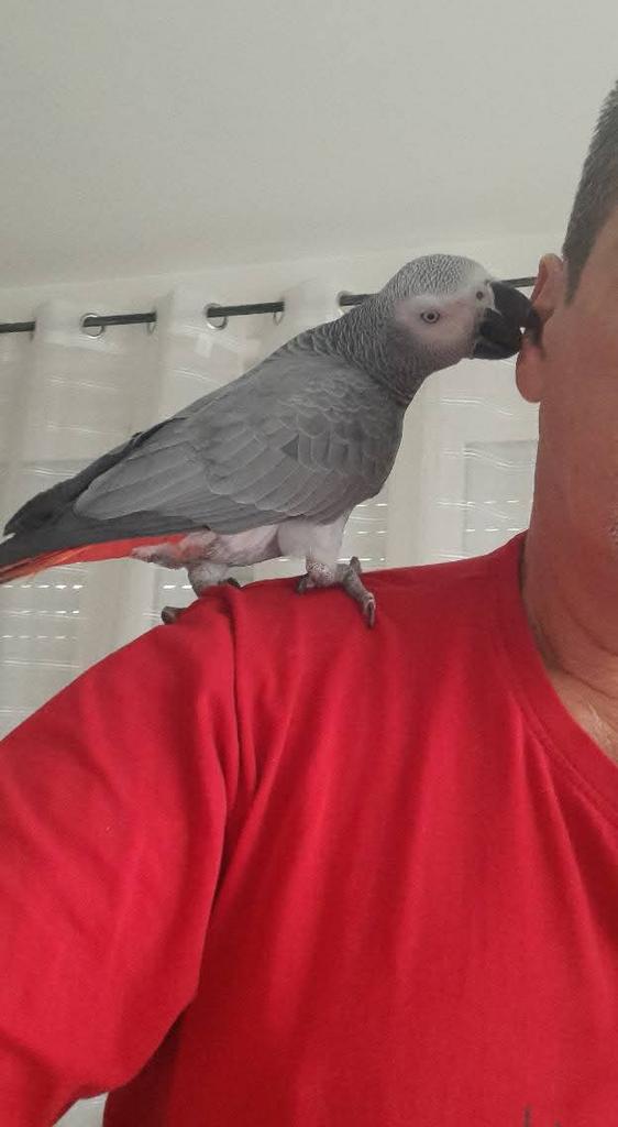 Perroquet gris du Gabon 3 mois, Meerdere dieren, Papegaai, Geringd