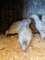 Hennen legkippen, Dieren en Toebehoren