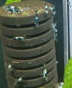 Hobbyaquarium Green Rilli/rilly garnalen