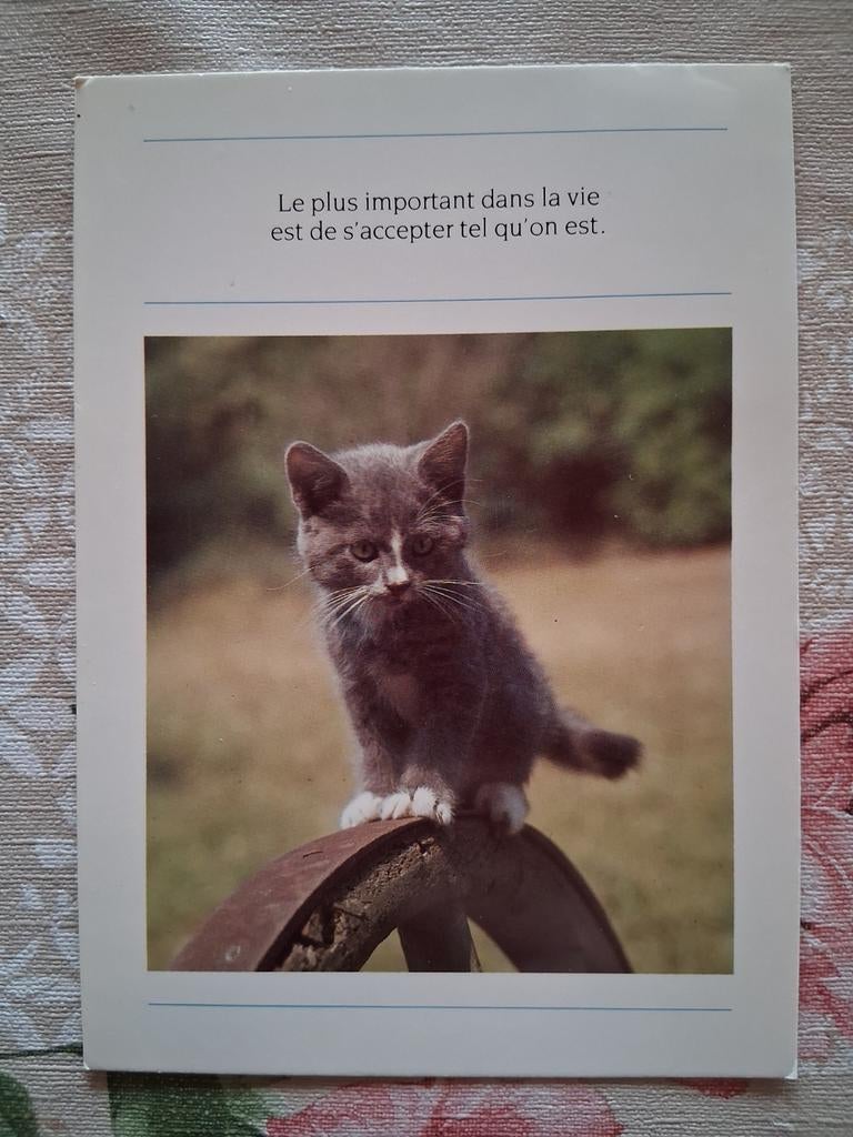 Postkaart poes, Collections, Cartes postales | Animaux, Enlèvement ou Envoi