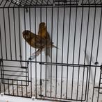 Eumo groene kanaries, Dieren en Toebehoren