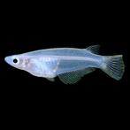 Hobbyaquarium  Oryzias javanicus – Javaanse Rijstvis, Vis, Zoetwatervis, Schoolvis