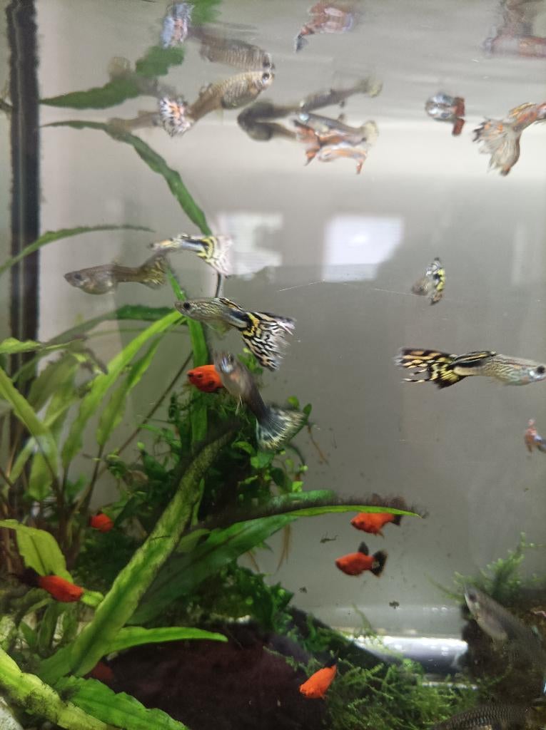 Jonge guppy's te koop