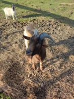 Mooie dwerggeit (dek)bok, Dieren en Toebehoren