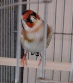 Mâle gorge blanche intermédia 2024 à 300 € France (Toulouse), Animaux & Accessoires, Oiseaux | Oiseaux Autre, Mâle