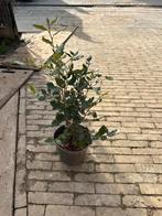 Steeneik, Tuin en Terras, Ophalen