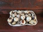 Broedeitjes van de japense kwartel, Dieren en Toebehoren, Pluimvee