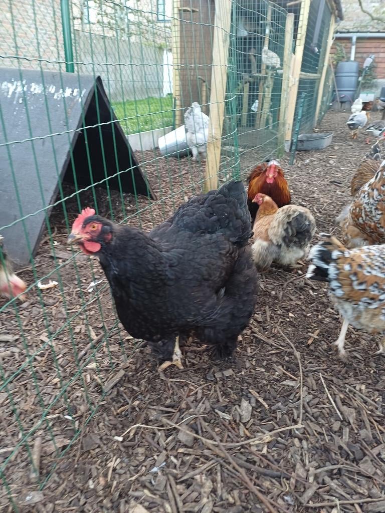 cochin groothoender, Dieren en Toebehoren, Pluimvee