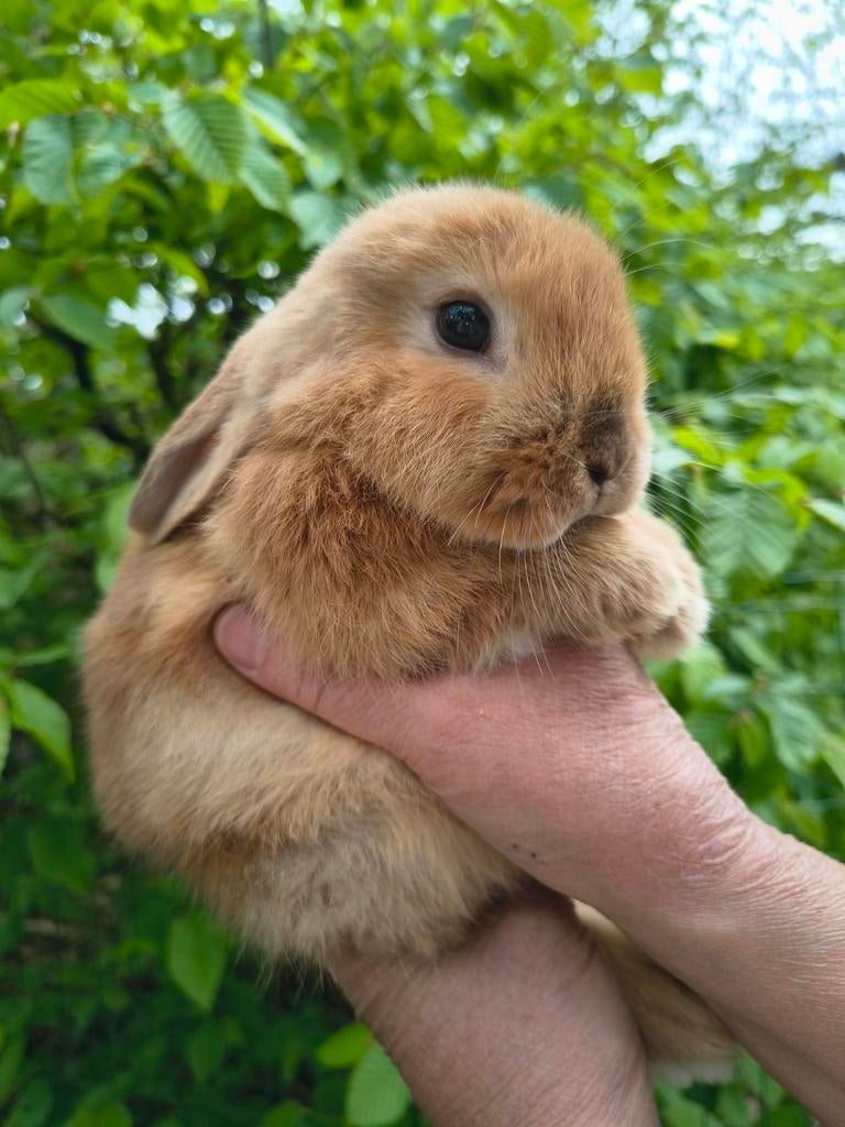 Prachtig baby NHD dwergkonijn tje, Dieren en Toebehoren, Konijnen, Mannelijk, Dwerg, Hangoor, 0 tot 2 jaar