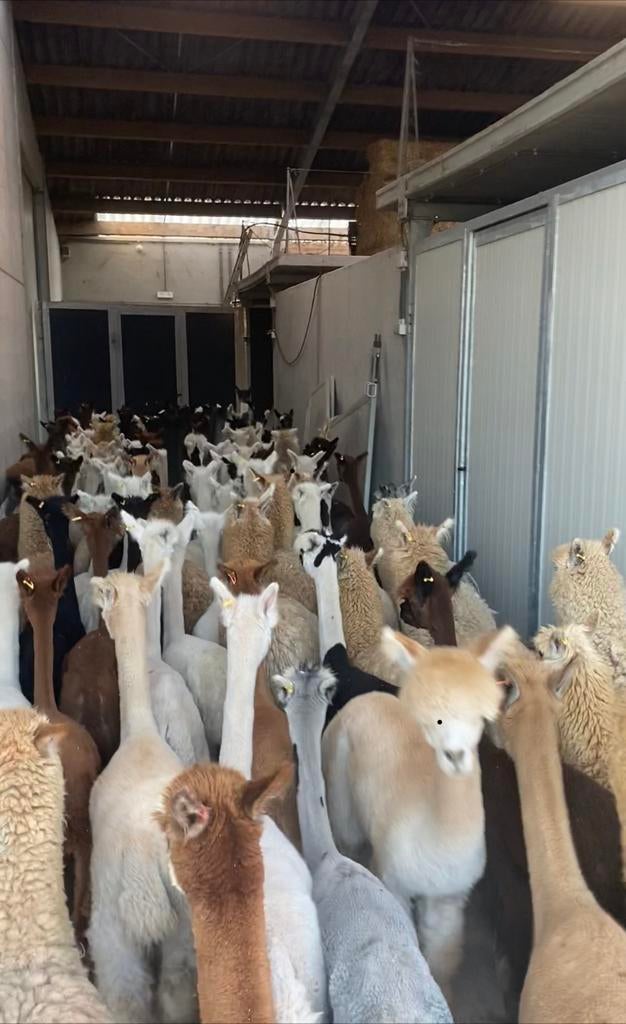 Gevraagd alpaca s van 2025, Janvier, Plusieurs animaux