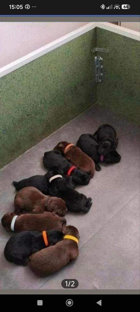 Na nestje labrador pups mag weg deze werpkist., Ophalen