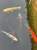 4 Koi Karpers, Dieren en Toebehoren, Ophalen, Nieuw
