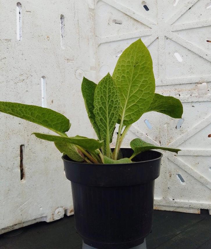 Tuinplanten, vaste planten en bodembedekkers, Tuin en Terras, Planten | Tuinplanten, Vaste plant, Bodembedekkers, Ophalen