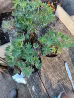 Lupine kleur blauw en rozeo   5 plus 1 gratis 5€ stuk, Ophalen