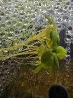 Amazonekikkerbeet, Dieren en Toebehoren, Vissen | Aquaria en Toebehoren, Ophalen, Nieuw, Plant(en), Steen of Hout