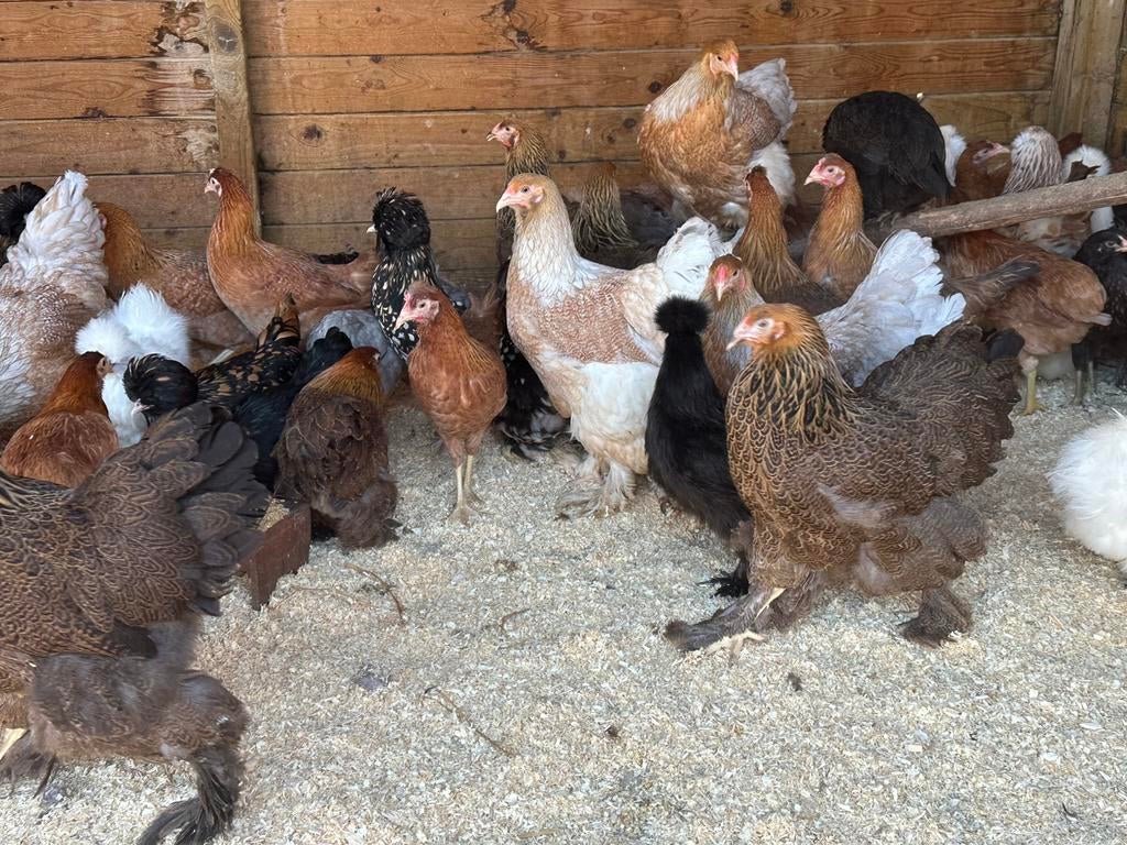 Sierkippen paasmaandag 10-16uur