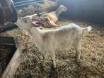 Jong melkgeit mieke, Dieren en Toebehoren, Schapen, Geiten en Varkens, Vrouwelijk, Geit, 0 tot 2 jaar