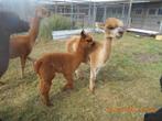ALPACA merrie  met  veulen, Dieren en Toebehoren, Mei, Meerdere dieren