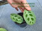 Maranta kerchoveana variegata, Tickets & Billets, Réductions & Chèques cadeaux