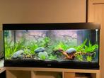 Juwel Rio 240 - leeg aquarium, Dieren en Toebehoren, Ophalen, Gebruikt, Leeg aquarium