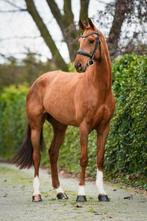 wegens omstandigheden te koop : dressuurpaarden, Dieren en Toebehoren, Paarden, Meerdere dieren, Niet van toepassing, Gechipt