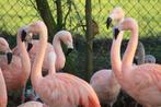chili flamingo's, Meerdere dieren, Overige soorten