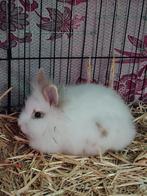 2 lieve mannetjes konijnen zoeken een, Dieren en Toebehoren, Konijnen