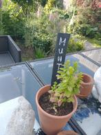 planten / naam label in lei, Ophalen