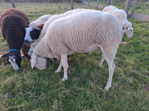 Bouc de mouton laitière 2023, Animaux & Accessoires, Moutons, Chèvres & Cochons, Mouton, Mâle, 0 à 2 ans