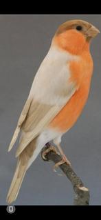 Super mâle reproducteurs bouvreuil brun pastel rouge, Dieren en Toebehoren, Vogels | Overige Vogels, Mannelijk, Wildzangvogel