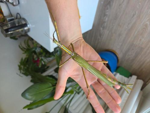 Psg 14 Eurycnema goliath eitjes te koop, Dieren en Toebehoren, Insecten en Spinnen