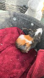 Tri color cavia vrouwtje, Dieren en Toebehoren, Knaagdieren, Vrouwelijk, Cavia