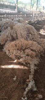 Wol van 20 schapen