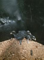 Jonge hennetjes Mechelse koekoek