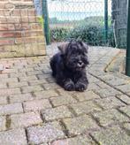 schnauzer pups dwerg schnauzer pups, Dieren en Toebehoren, CDV (hondenziekte), Meerdere, 8 tot 15 weken, België