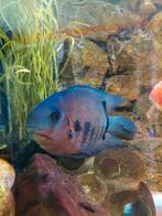 Heros Severum wildkleur 20 cm, Vis, Zoetwatervis