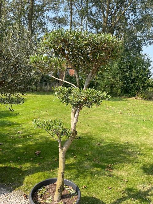 Olijfboom pon-pon, Jardin & Terrasse, Plantes | Arbres, Olivier, 100 à 250 cm, Plein soleil, Été, Enlèvement ou Envoi